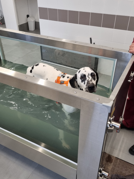 Exemple d'hydrotherapie - veterinaire gonneville